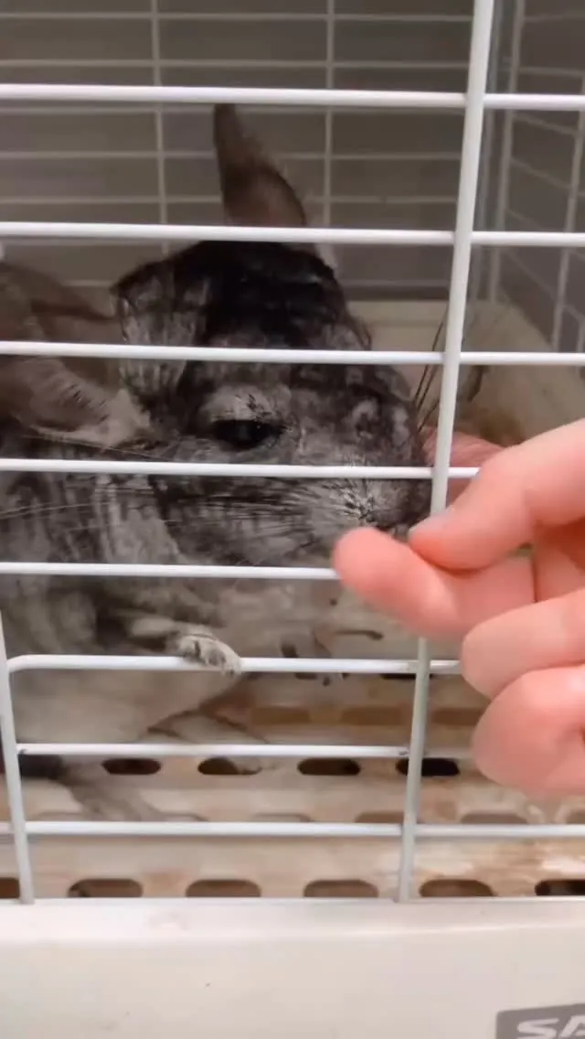 🐭✨ ふわふわチンチラ🌿