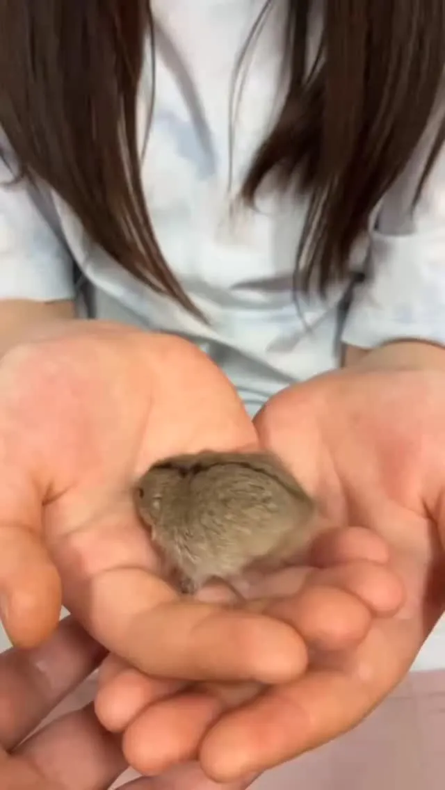 ステップレミングとふれあい🐭