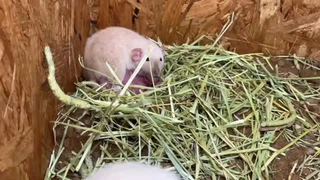 子育て真っ最中🐭