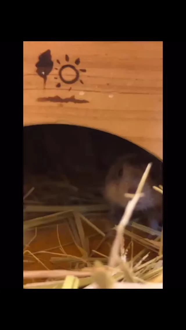 ひょこっ🐭