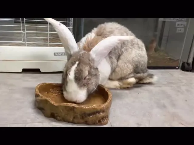 ごくごくタイム🐰💧