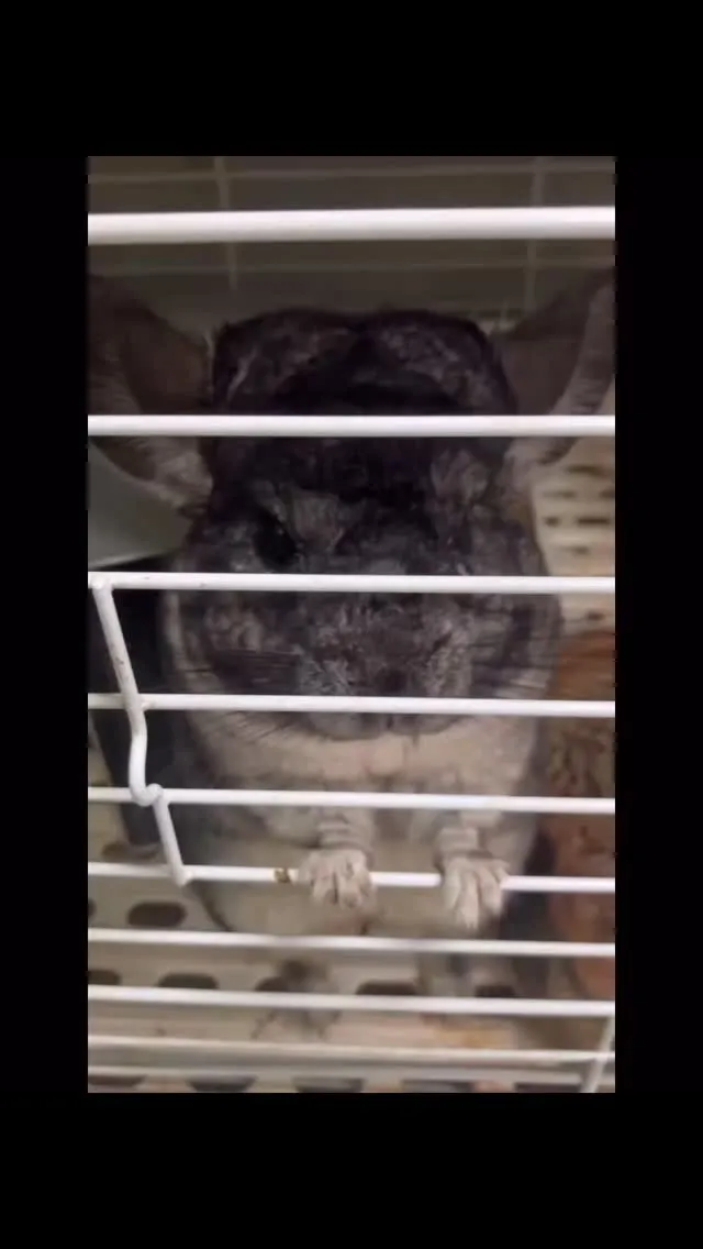 なでなで中🐭